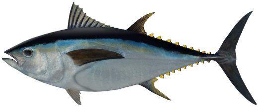 Big Eye Tuna Logo - Bigeye tuna <i>Thunnus obesus</i>. NSW Department of Primary Industries