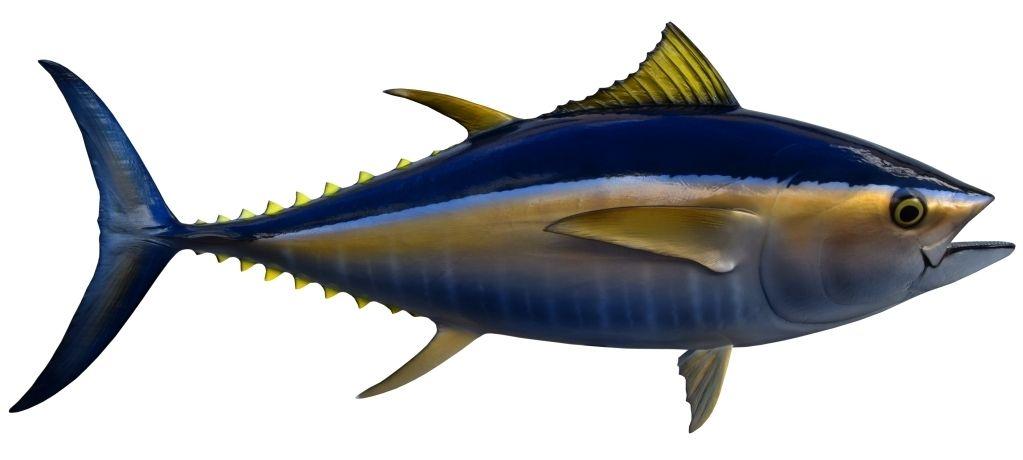 Big Eye Tuna Logo - Bigeye Tuna Mounts by King Sailfish Mounts