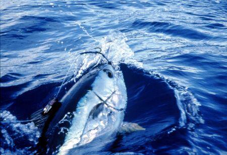 Big Eye Tuna Logo - Photos of Bigeye Tuna (Including World Records)