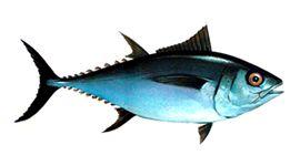 Big Eye Tuna Logo - Tuna Species Guide