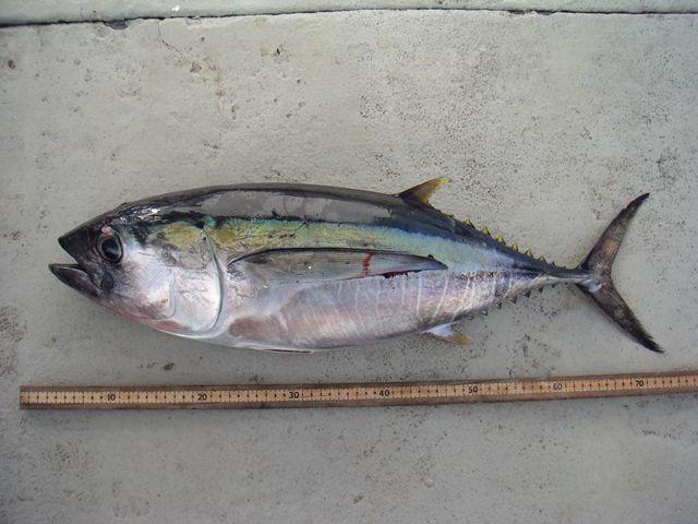 Big Eye Tuna Logo - NMFS Limits Pacific Bigeye Tuna In Longline Fisheries | Ocean Leadership