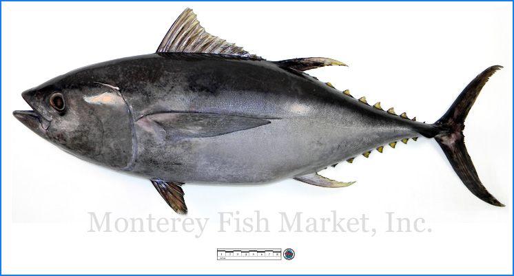Big Eye Tuna Logo - Bigeye Tuna - Monterey Fish Market Seafood Index — Monterey Fish Market