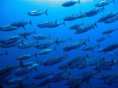 Big Eye Tuna Logo - Bigeye Tuna | Species | WWF