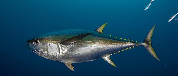 Big Eye Tuna Logo - Maui's Underwater Life: Ahi Tuna and Bigeye Tuna
