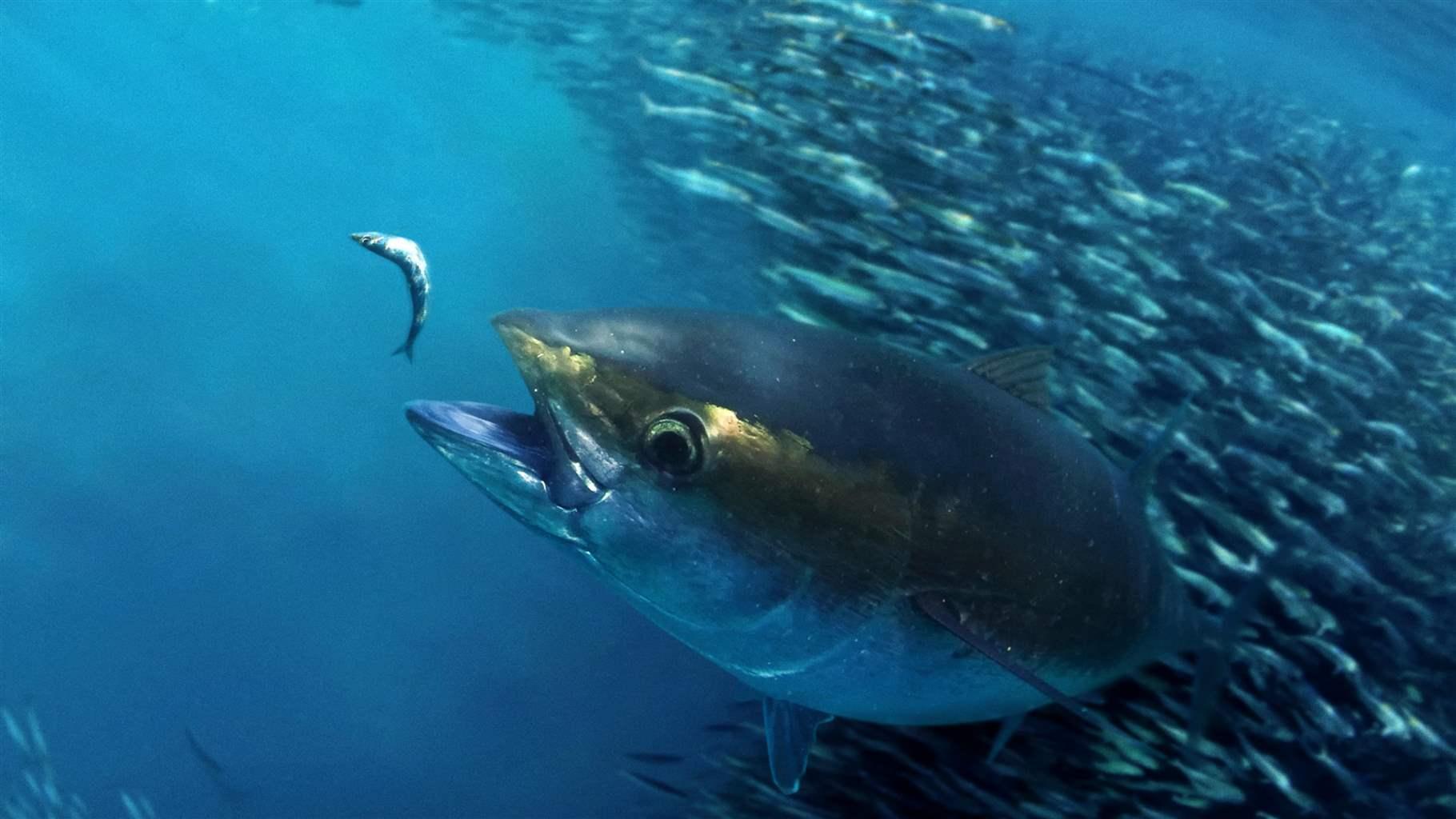 Big Eye Tuna Logo - The Story of Atlantic Bigeye Tuna | The Pew Charitable Trusts