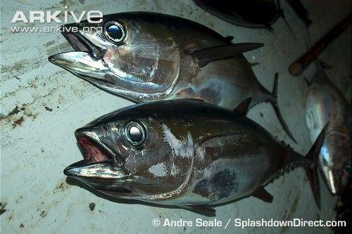 Big Eye Tuna Logo - Bigeye tuna videos, photos and facts - Thunnus obesus | Arkive