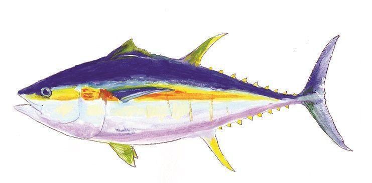 Big Eye Tuna Logo - Bigeye tuna, Thunnus obesus