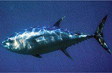 Big Eye Tuna Logo - Bigeye Tuna - OH - Solander Seafood & Fishing NZ