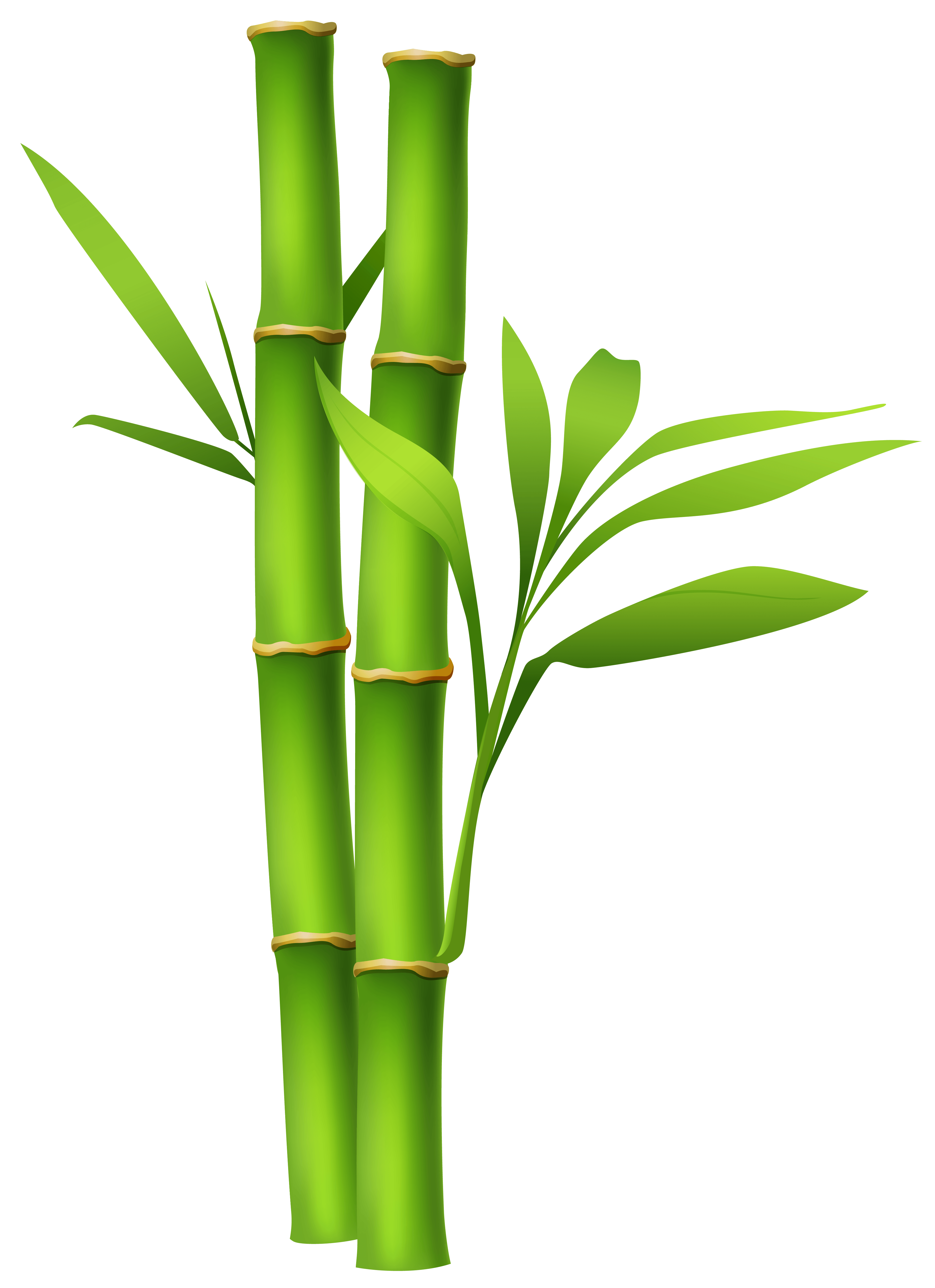Bamboo Money Logo - Bamboo royalty free download money - RR collections