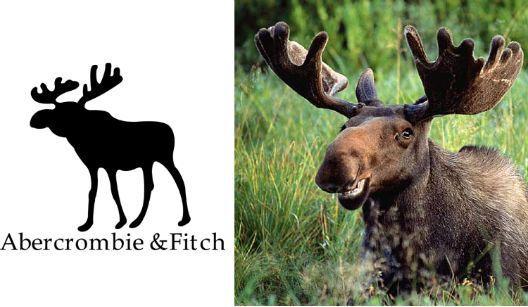 Abercrombie Moose Logo - 12 Brands With Animal Logos and Their Real-Life Counterparts - Racked