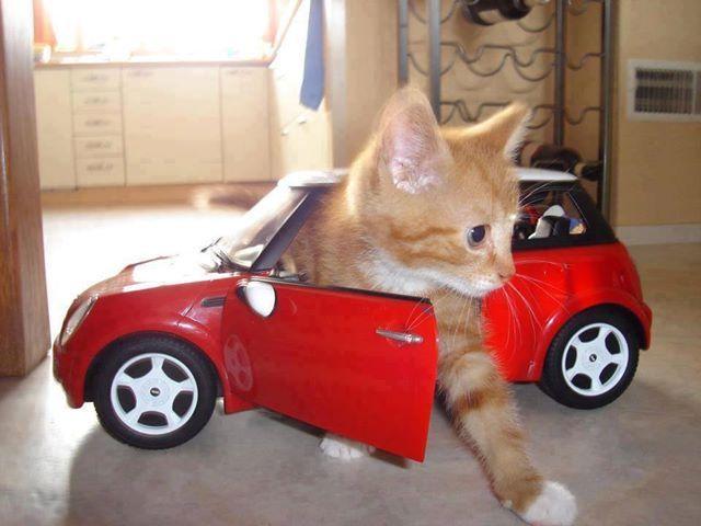 Animals On Red Car Logo - Cat in red car. Cute Cats and Kittens. Cats, Kittens, Animals