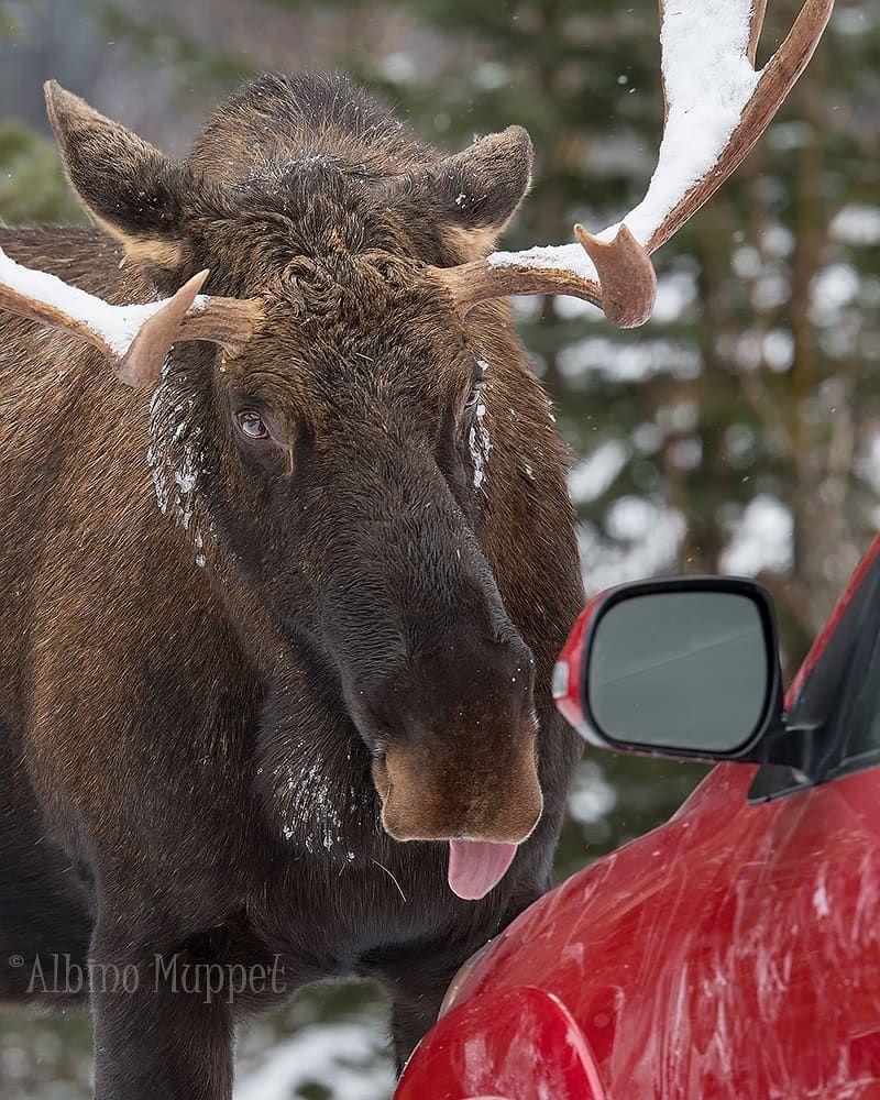 Animals On Red Car Logo - Paralyzed in fear, the red car sat still as this Bull Moose cleaned ...