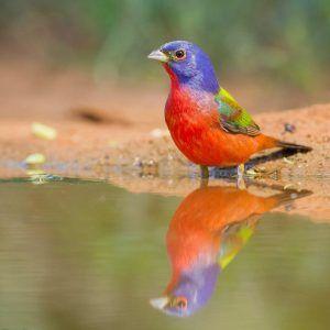 Multi Colored Bird Logo - Multi Colored Bird In Texas Archives.Co Fresh Multi