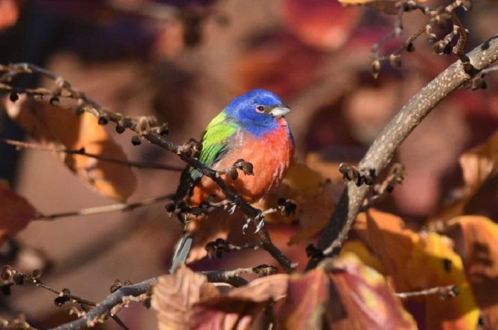 Multi Colored Bird Logo - Rare Multicolored Bird Attracts Crowds of Avian Enthusiasts