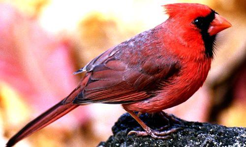 Red Bird with a Red a Logo - Cardinal Birds - Key Facts, Information & Pictures