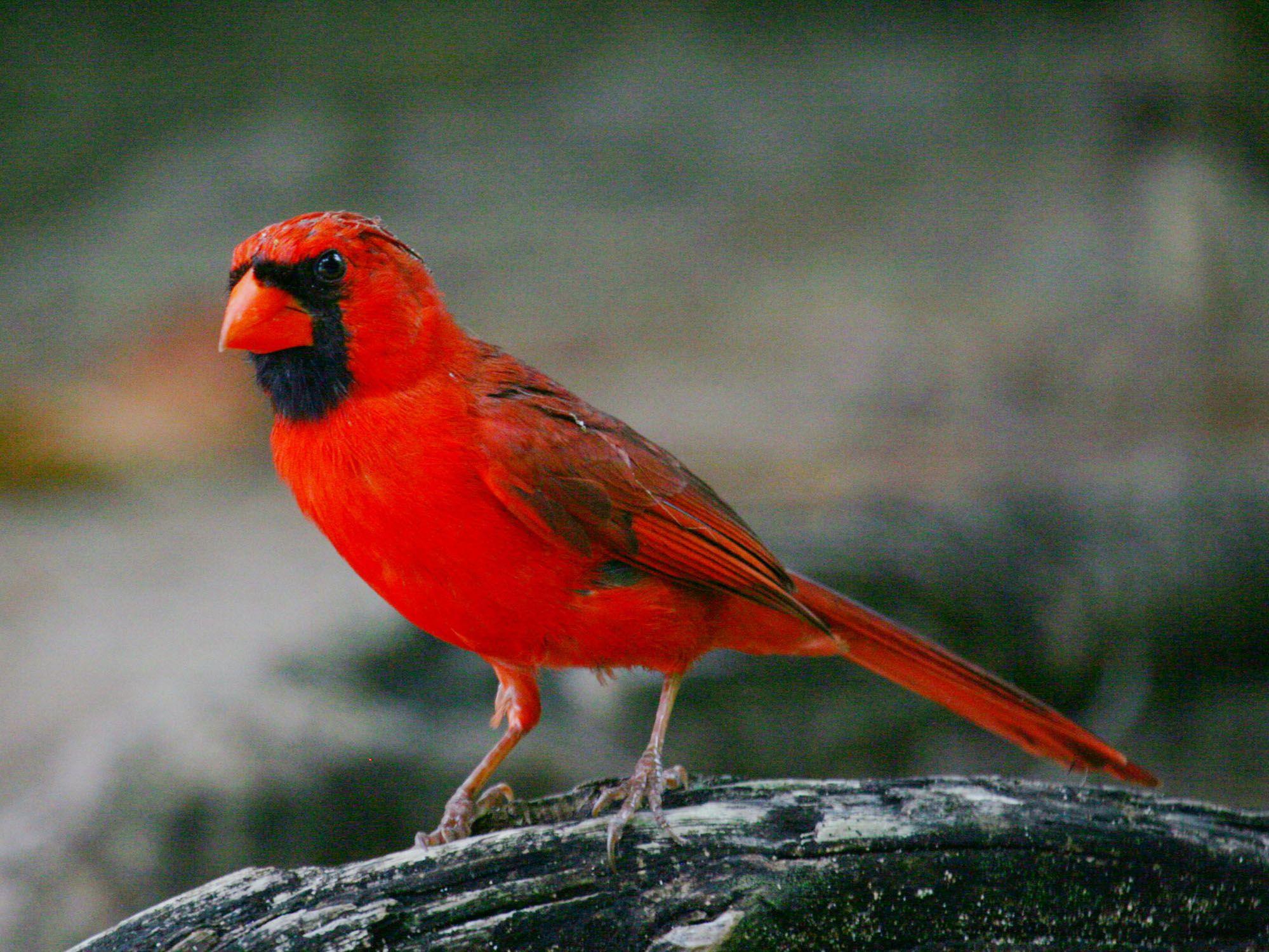 Black and Red Cardinals Bird Logo - Birds of The World: CARDINALS