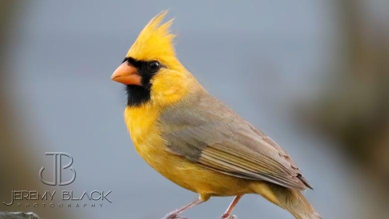 Black and Red Cardinals Bird Logo - Alabama Photographer Snaps Close Up Of 'insanely Rare And Beautiful