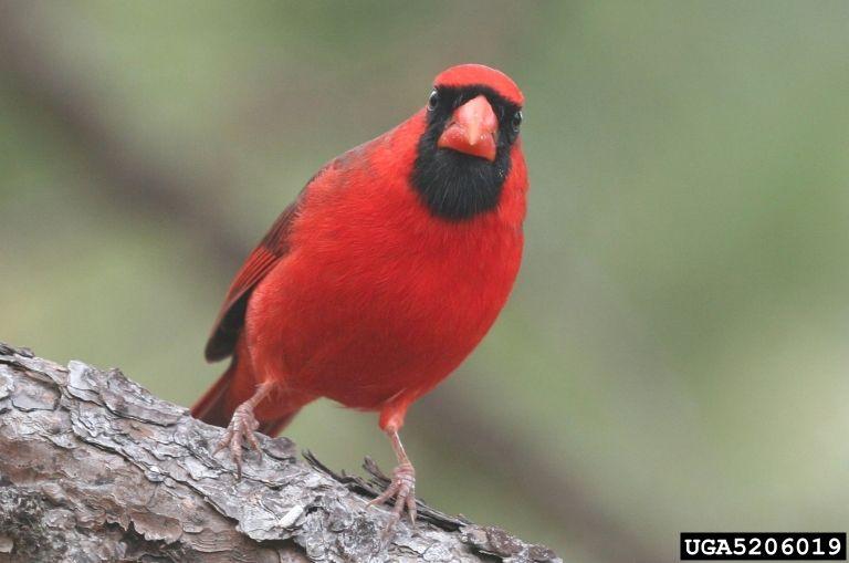 Black and Red Cardinals Bird Logo - Northern Cardinal