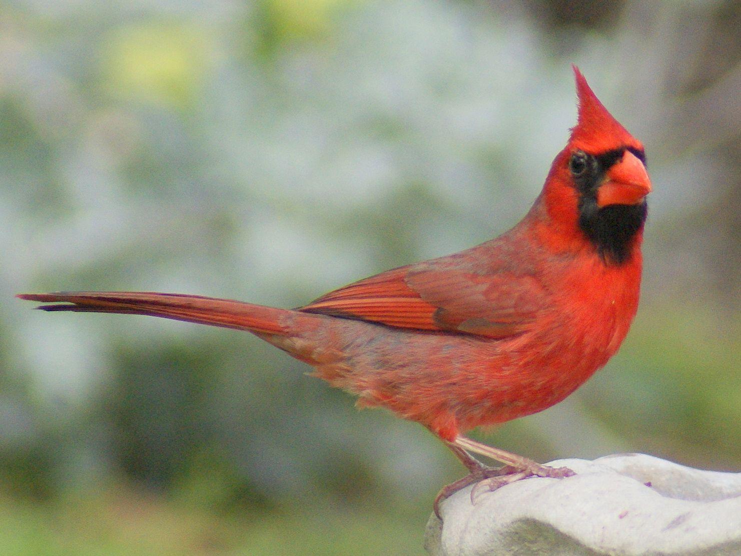 Black and Red Cardinals Bird Logo - Red Cardinal Bird | KINGDOM OF BIRD