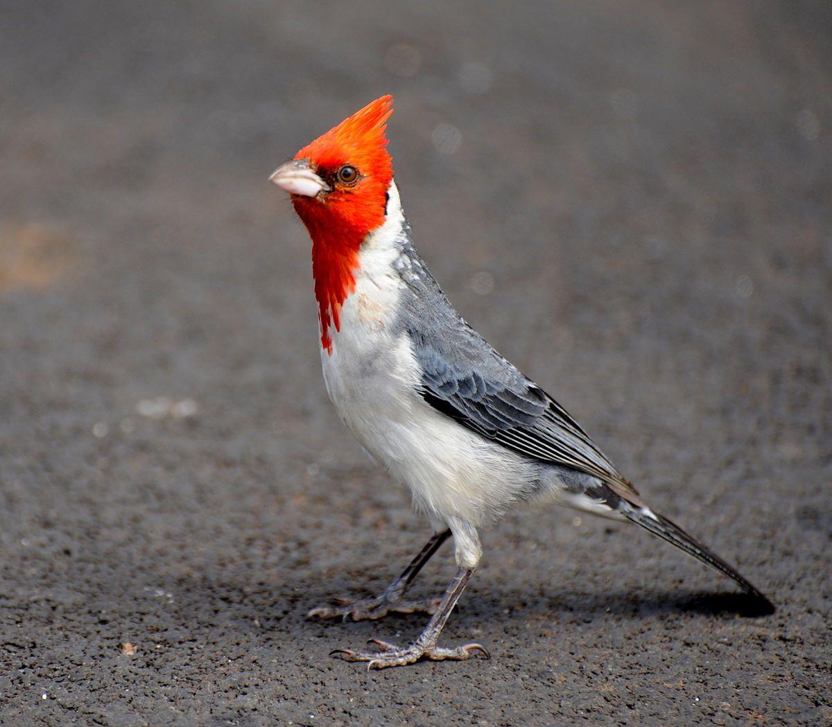 Black and Red Cardinals Bird Logo - Red-crested cardinal