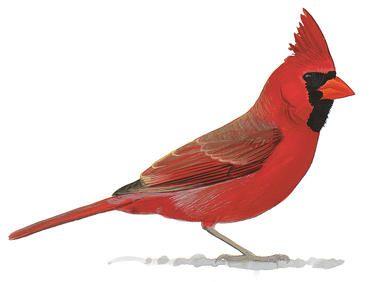 Black and Red Cardinals Bird Logo - Why Is This Northern Cardinal Yellow? | Audubon