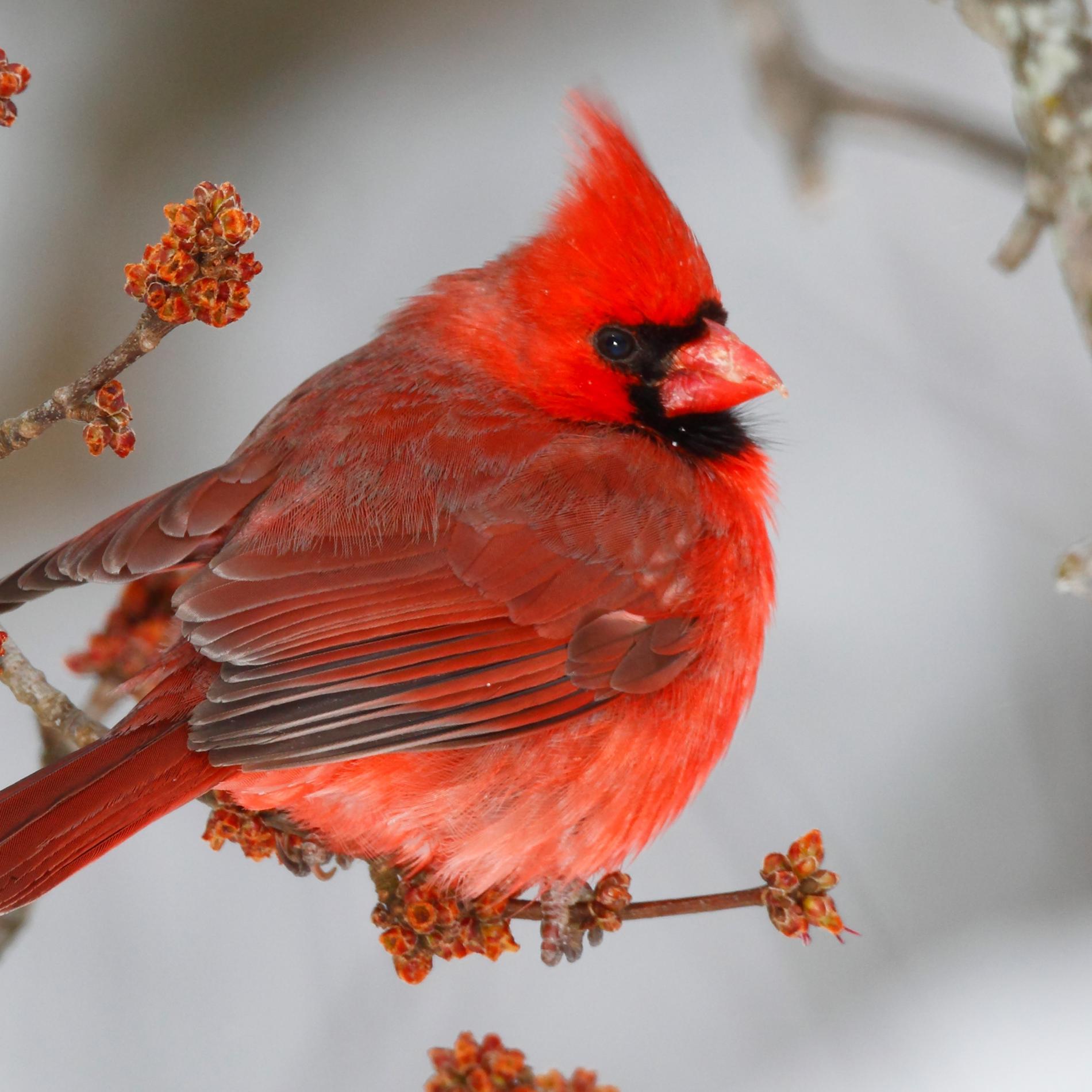 Black and Red Cardinals Bird Logo - Cardinal