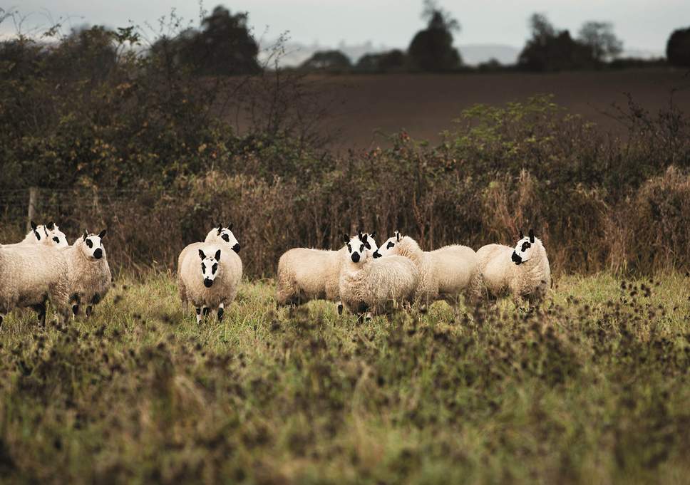 Online Outdoor Company Sheep Logo - Why lamb is the most ethical meat to eat | The Independent