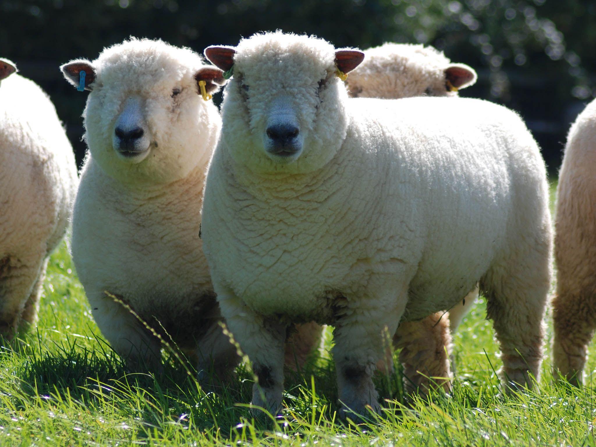 Online Outdoor Company Sheep Logo - Why lamb is the most ethical meat to eat