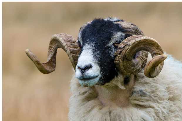 Online Outdoor Company Sheep Logo - Native British sheep breeds and how to recognise them - Countryfile.com