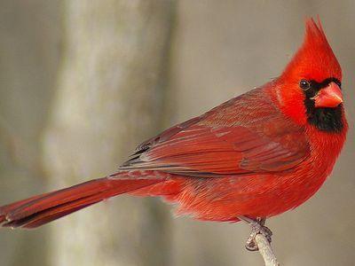 Black and Red Cardinals Bird Logo - Pictures of Red Birds from around the Globe