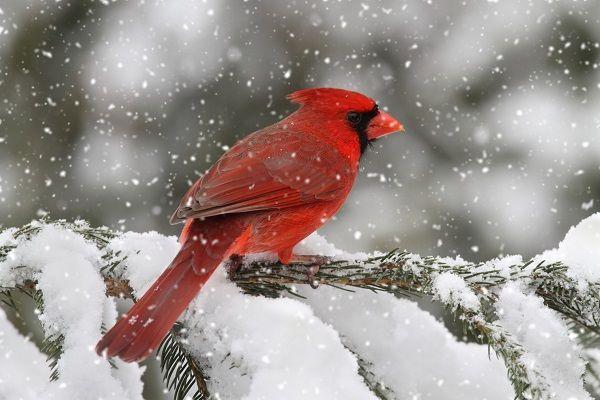 Black and Red Cardinals Bird Logo - Top Ten Birds that Winter in Canada | Earth Rangers Wild Wire Blog