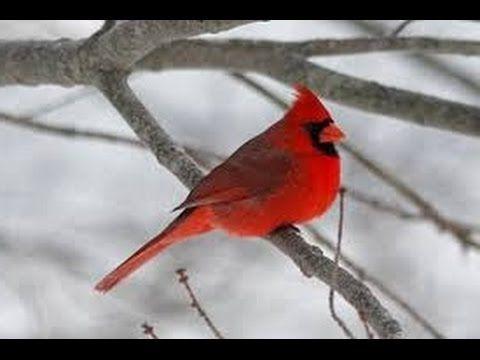 Black and Red Cardinals Bird Logo - OFFICIAL VIDEO) NORTHERN CARDINAL UNIQUE BIRD CALL/ SINGING - YouTube