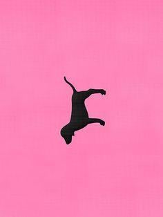 vs Pink Dog Logo - PINK by Victoria's Secret dog logo | Fashion Passion | Pinterest ...