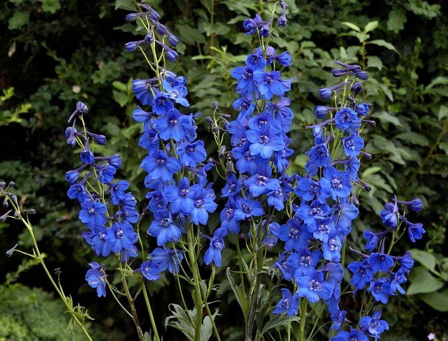 Flowered U Logo - Delphiniums: How to Plant, Grow, and Care for Delphinium Flowers ...