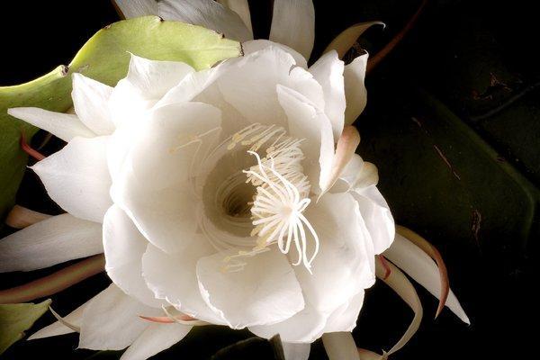 Flowered U Logo - One Night a Year, This Cactus Flower May Surprise You - The New York ...
