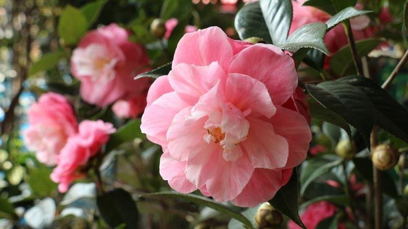 Flowered U Logo - Camellias you Need to Know