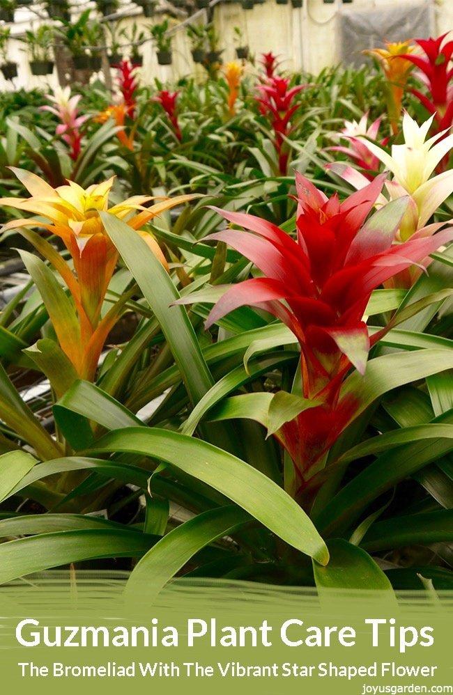 Flowered U Logo - Guzmania Plant Care Tips: The Bromeliad With The Vibrant Star Shaped ...