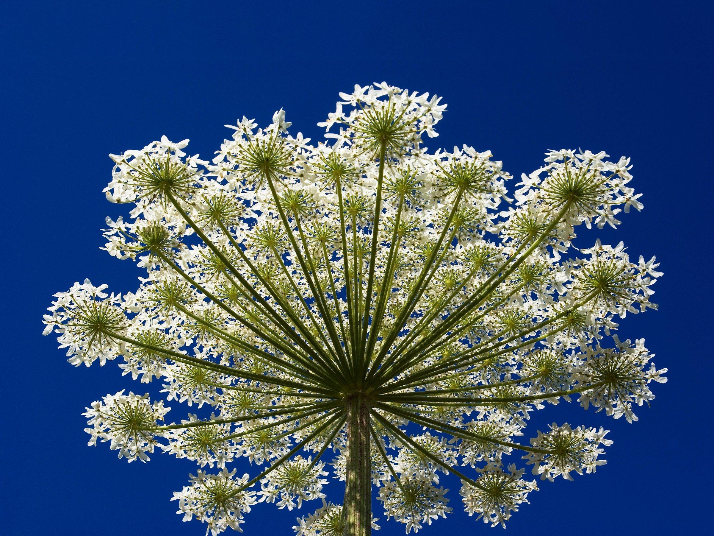 Flowered U Logo - What Is Hogweed? This Invasive Flower Causes Third Degree Burns