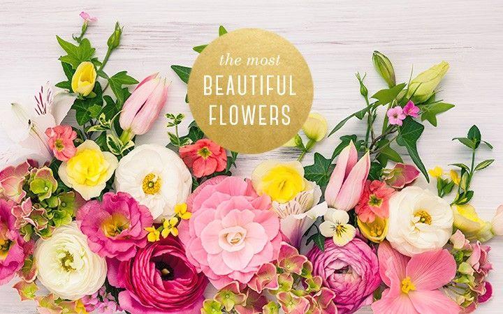 Flowered U Logo - The 20 Most Beautiful Flowers You'll Ever See - FTD.com