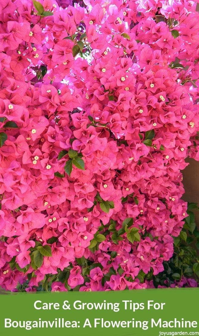Flowered U Logo - Care & Growing Tips For Bougainvillea: A Flowering Machine - |