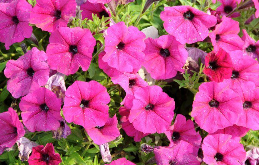 Flowered U Logo - Petunias: How to Plant, Grow, and Care for Petunias. The Old