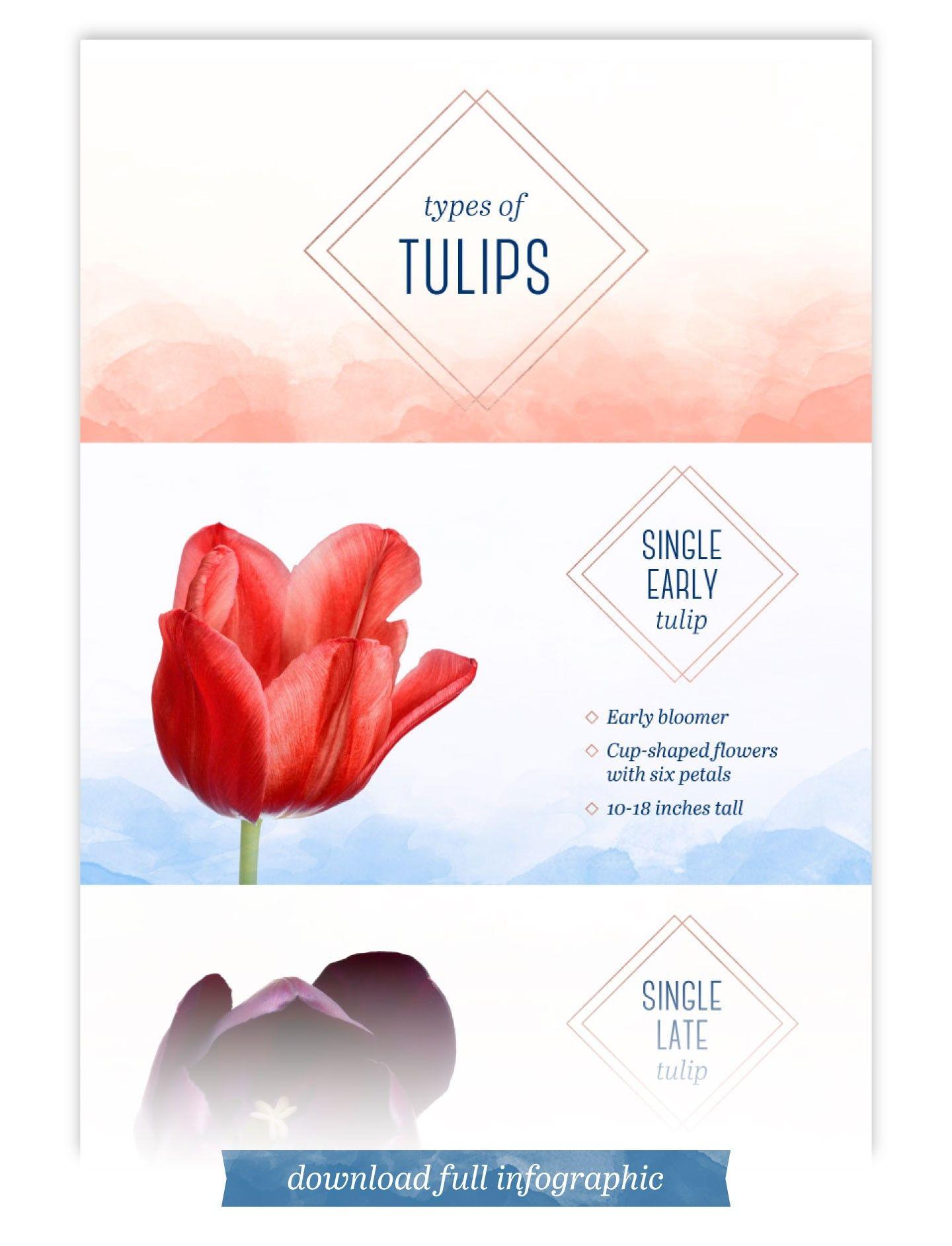 Flowered U Logo - Types of Tulips: A Visual Guide