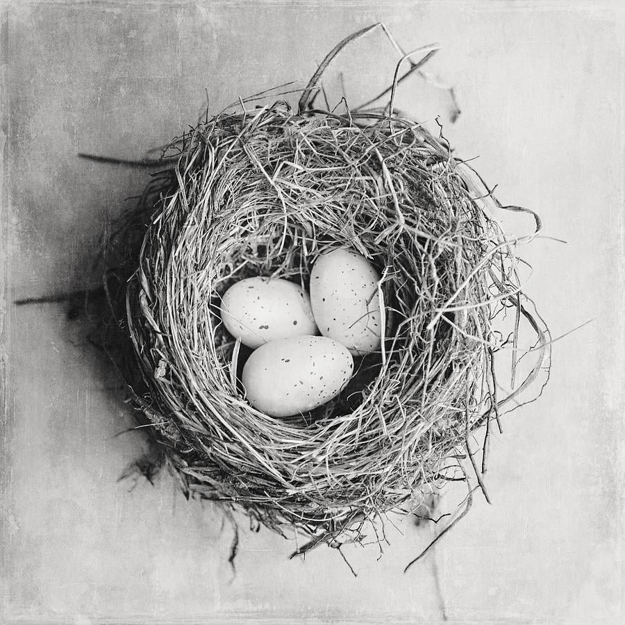 Birdsnest Black and White Logo - Cottage Bird's Nest In Black And White Photograph by Lisa Russo