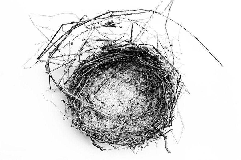 Birdsnest Black and White Logo - Abandoned Bird's Nest in Found in the Snow (A0023856)