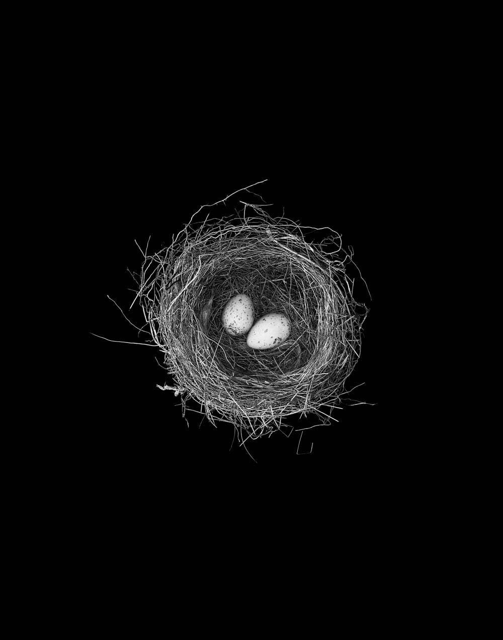 Birdsnest Black and White Logo - birds nest. nests, feathers. Birds, Nest, Black, white birds