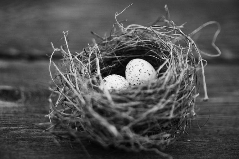 Birdsnest Black and White Logo - Robins Birds Nest in Black and White Photography by Danny Weiss ...