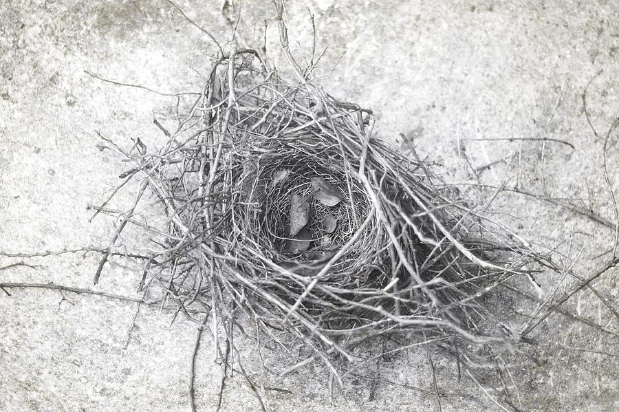 Birdsnest Black and White Logo - Bird Nest In Black And White Photograph by Suzanne Powers