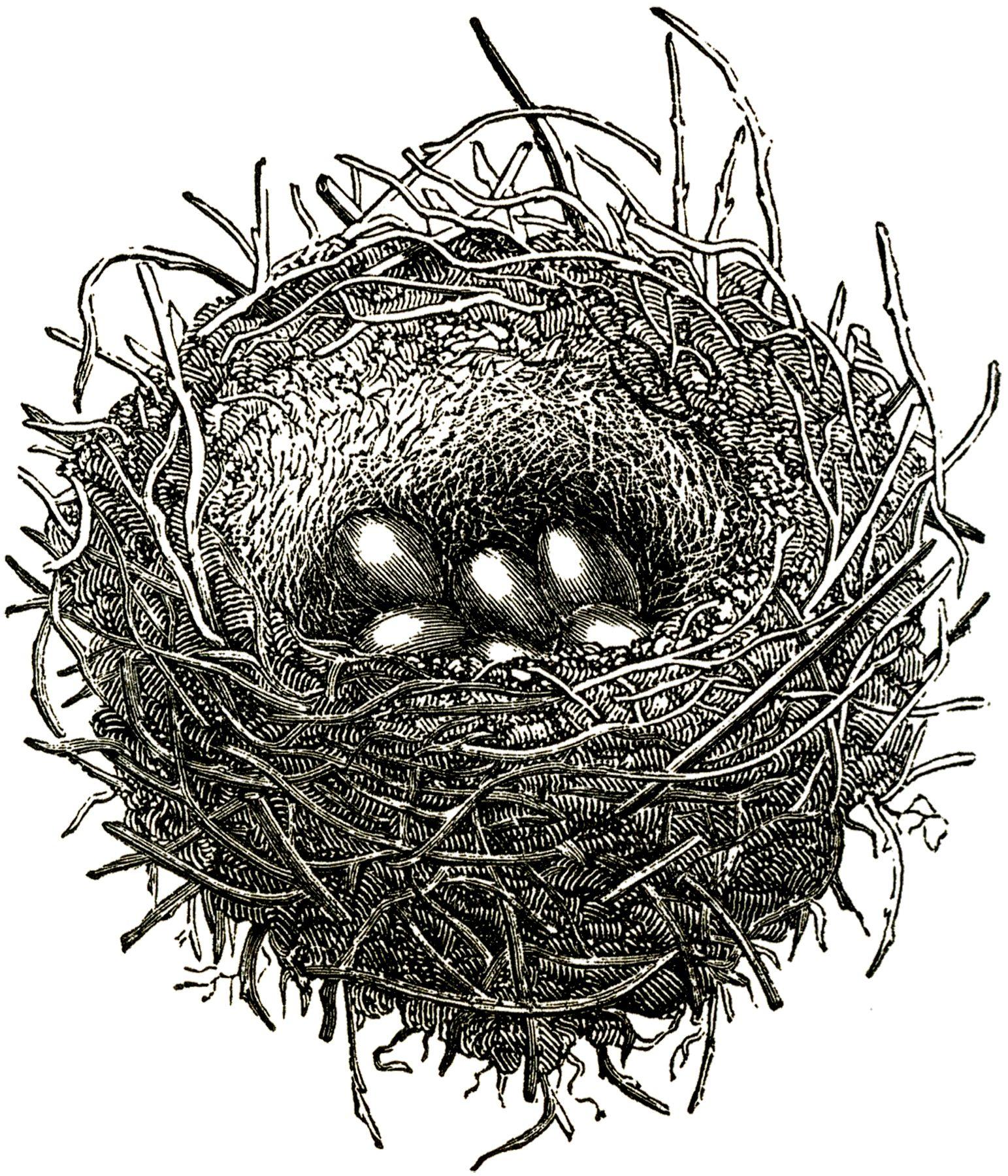 Birdsnest Black and White Logo - Sweet Public Domain Bird Nest Image! - The Graphics Fairy