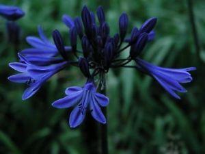 Navy Blue Flower Logo - Agapanthus Midnight Star (Navy Blue) dark blue flowers garden plant ...