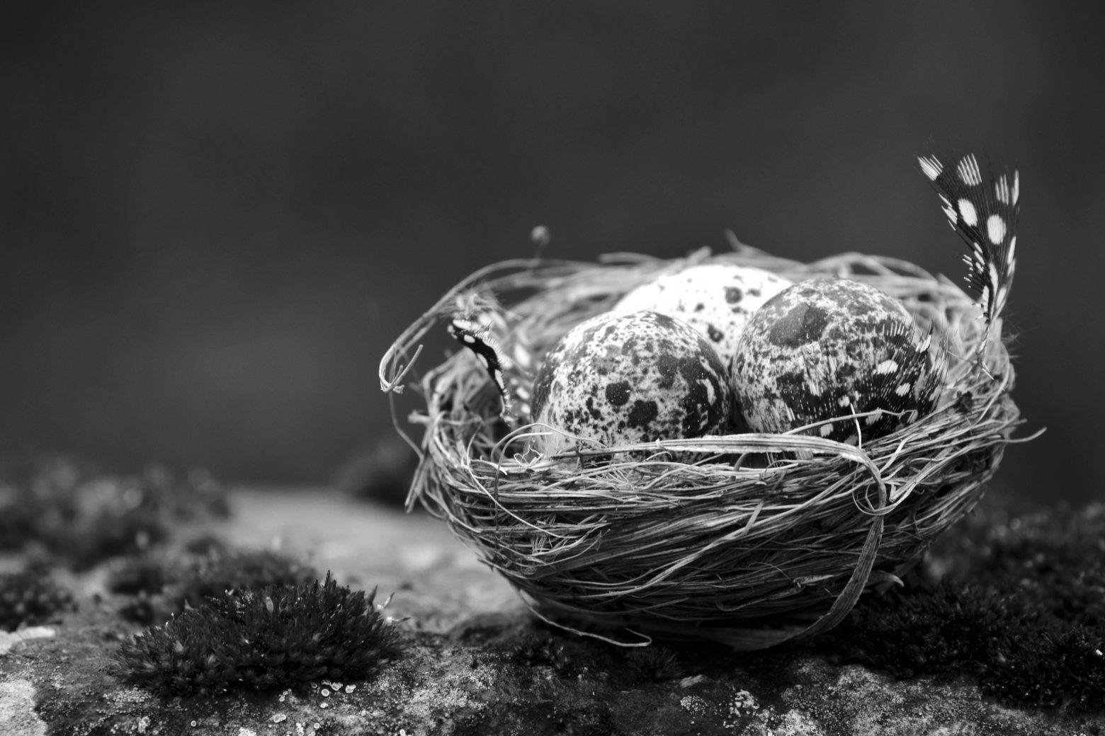 Birdsnest Black and White Logo - Free Black and White Image of birds nest eggs hatch twigs